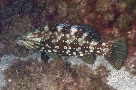 Image result for Mycteroperca microlepis