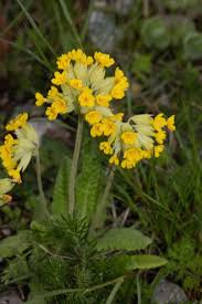 Attēlu rezultāti vaicājumam “Primula farinosa fruit”