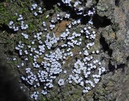 Attēlu rezultāti vaicājumam “Physarum bryomacrocarpum sessile”