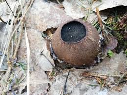 Attēlu rezultāti vaicājumam “Sarcosoma globosum”