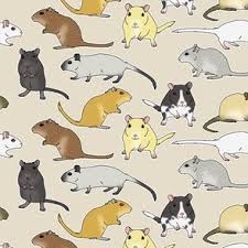 Image result for Gerbil