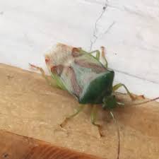 Attēlu rezultāti vaicājumam “Elasmostethus interstinctus imago”