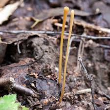 Attēlu rezultāti vaicājumam “Macrotyphula fistulosa”