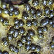 Attēlu rezultāti vaicājumam “Physarum ovisporum spores”