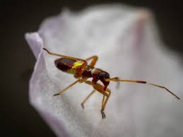 Attēlu rezultāti vaicājumam “Closterotomus biclavatus”