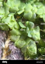 Attēlu rezultāti vaicājumam “Radula complanata sporophyte”