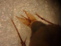 Attēlu rezultāti vaicājumam “Enochrus affinis”