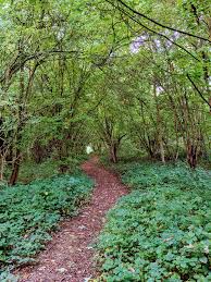 Image result for Dearne Valley Devils