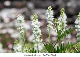 Attēlu rezultāti vaicājumam “Galega orientalis bud”