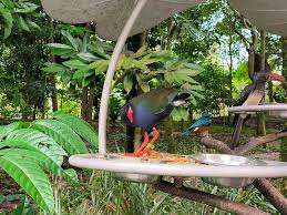 Image result for Porphyrio alleni