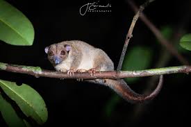Attēlu rezultāti vaicājumam “Lycogala persicum young”