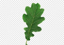 Attēlu rezultāti vaicājumam “Quercus robur leaf”