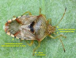 Attēlu rezultāti vaicājumam “Elasmucha grisea imago”