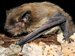 Attēlu rezultāti vaicājumam “Pipistrellus nathusii”