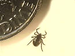 Attēlu rezultāti vaicājumam “Ixodes male”