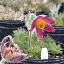 Image result for Pulsatilla
