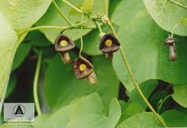Attēlu rezultāti vaicājumam “Aristolochia durior”