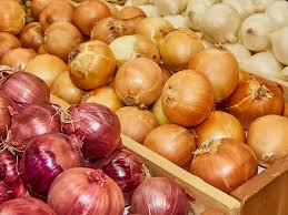 Image result for Zwiebeln