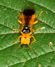 Attēlu rezultāti vaicājumam “Pamphiliidae”