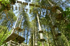 Image result for Go Ape! Grizedale