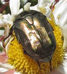 Attēlu rezultāti vaicājumam “Potosia cuprea imago”