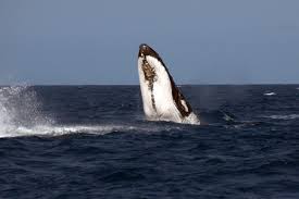 Image result for Furgaleus macki