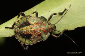 Attēlu rezultāti vaicājumam “Pentatomidae”