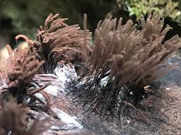 Attēlu rezultāti vaicājumam “Stemonitis splendens stalked”