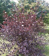 Attēlu rezultāti vaicājumam “Physocarpus opulifolius”