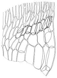 Attēlu rezultāti vaicājumam “Calliergonella cuspidata sporophyte”