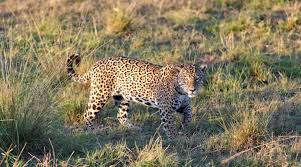 Image result for Brazilia 1980 Jaguar