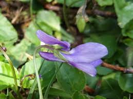 Attēlu rezultāti vaicājumam “Viola reichenbachiana flower”