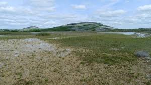 Attēlu rezultāti vaicājumam “Drepanocladus lycopodioides”