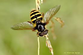 Attēlu rezultāti vaicājumam “Sericomyia silentis”