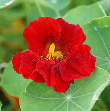 Attēlu rezultāti vaicājumam “Tropaeolum majus flower”