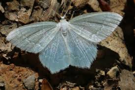 Attēlu rezultāti vaicājumam “Jodis putata”