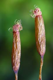 Attēlu rezultāti vaicājumam “Barbula unguiculata macro”