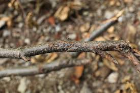 Attēlu rezultāti vaicājumam “Neonectria coccinea”