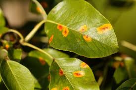 Attēlu rezultāti vaicājumam “Gymnosporangium sabinae”