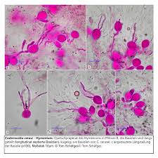 Attēlu rezultāti vaicājumam “Craterocolla cerasi”
