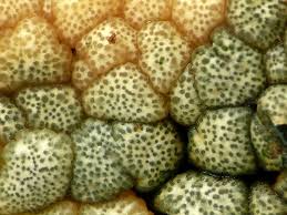 Attēlu rezultāti vaicājumam “Hypocrea gelatinosa”