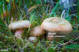 Attēlu rezultāti vaicājumam “Lactarius deterrimus”