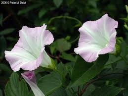 Attēlu rezultāti vaicājumam “Calystegia inflata flower”