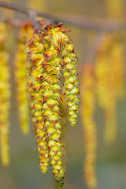 Attēlu rezultāti vaicājumam “Carpinus betulus female flower”