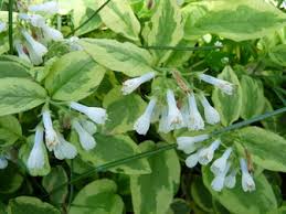 Attēlu rezultāti vaicājumam “Symphytum grandiflorum”