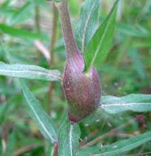 Attēlu rezultāti vaicājumam “Aulacidea hieracii”