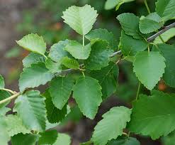 Attēlu rezultāti vaicājumam “Alnus incana leaf”