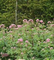 Attēlu rezultāti vaicājumam “Eupatorium cannabinum leaf”