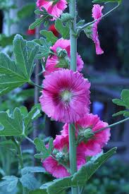 Image result for Alcea rugosa