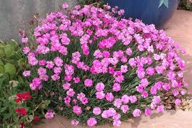 Image result for Dianthus gratianopolitanus